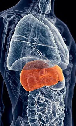 Ikaria Lean Belly Juice hepato burn reviews store